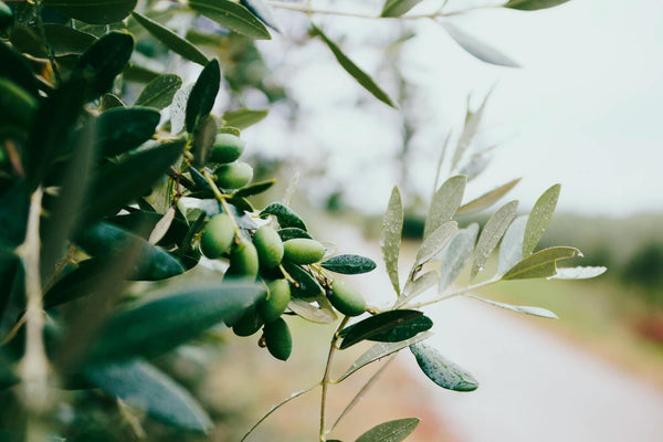 La raccolta delle olive e la lavorazione dell'olio